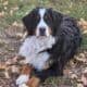 Adorable Bernese Mountain Puppies