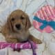 Golden retrievers