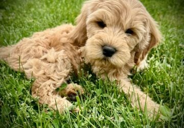 “Harley” Mini Goldendoodle Male