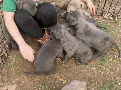 Pit Bull Puppies