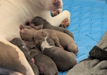 American Bullies Puppies