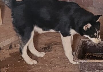 Loba. Husky Siberian Free ●●●●