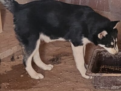 Loba. Husky Siberian Free ●●●●