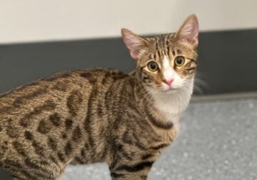 1 Year Old Bengal