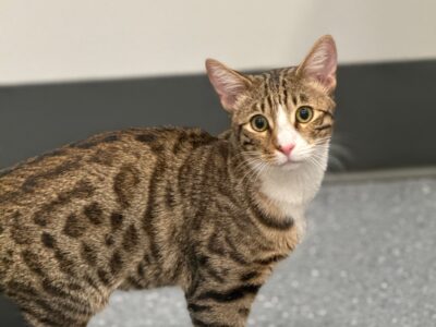 1 Year Old Bengal