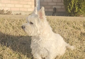 Purebred Adult West Highland Terriers