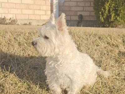 Purebred Adult West Highland Terriers