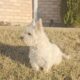 Purebred Adult West Highland Terriers