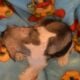 Precious AKC Female Schnauzer Tiffani