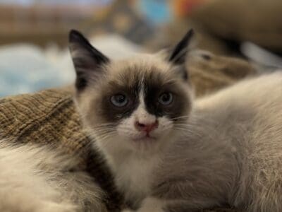 Balinese mix male kitten