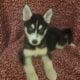 Siberian Husky