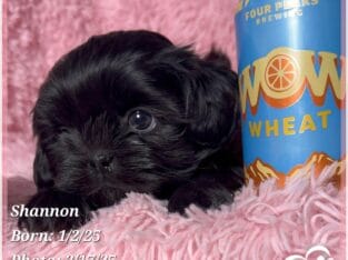 Purebred Shih Tzu Females