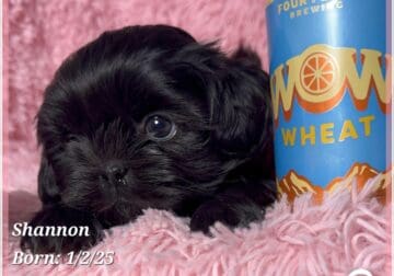 Purebred Shih Tzu Females