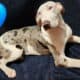 Catahoula pups