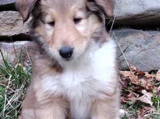 Meet CHAI Rough Collie Puppy 8 weeks