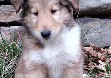 Meet CHAI Rough Collie Puppy 8 weeks