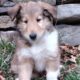 Meet CHAI Rough Collie Puppy 8 weeks