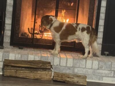 Cavalier King Charles Spaniel for sell