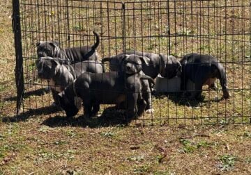 Pocket American bully