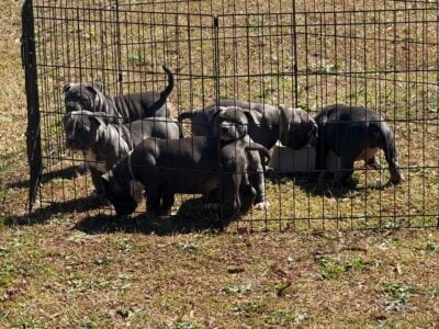 Pocket American bully