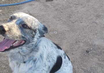 Texas heeler