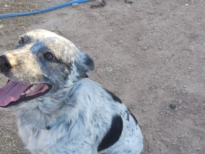Texas heeler