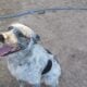Texas heeler