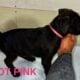 Cane Corso Puppies