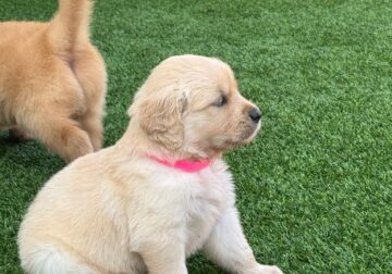 Golden Retriever Female (Whitey)