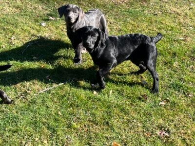 Lab puppies
