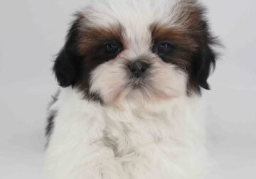 Imperial Shih-tzu boy Cinnamon