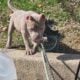 Only fawn brindle red nose pup only one out of lit