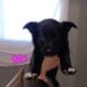 Belgian Malinois & Border Collie mixed puppies