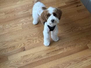 Meet Oliver “Ollie” 10 Month Old MINI Goldendoodle