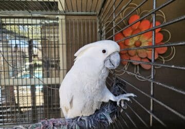 Selling umbrella cockatoo and large cage
