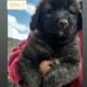 Armenian Gampr LGD Mix Puppies