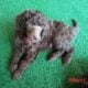 AKC Moyen Standard Poodles