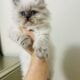 Persian kittens