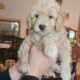 Miniature Goldendoodles