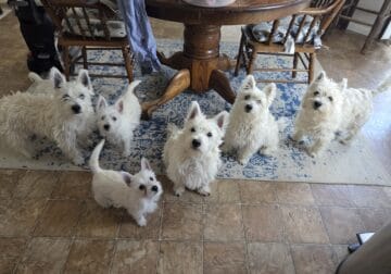 AKC West Highland White Terriers
