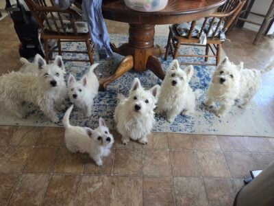 AKC West Highland White Terriers