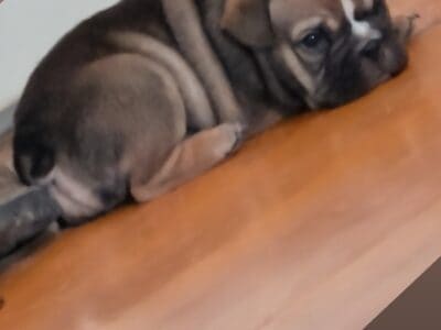 Rue Female Frenglish Puppy