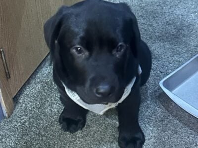 Black Lab
