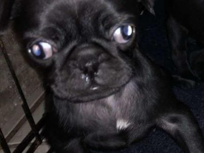 Black puppy
