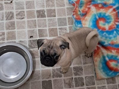 Pug puppies