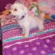 Maltipoo for Sale – Meet Tanner