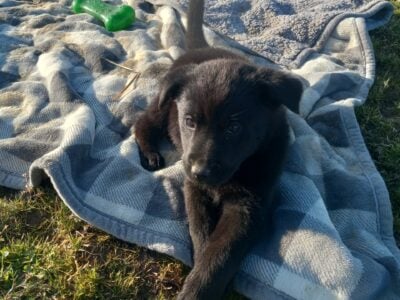 Cute Puppies