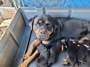 Rottweiler puppies
