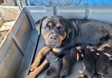 Rottweiler puppies
