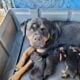 Rottweiler puppies